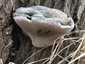 Parázstapló (Phellinus igniarius), Pilis